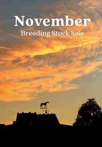 2021 Keeneland November Breeding Stock Sale – Racehorse Day